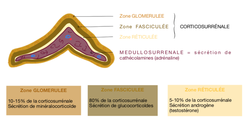 Chirurgie des glandes surrénales | Centre Lyonnais de Chirurgie ...